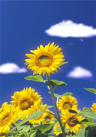 simsearch:859-03036612,k - Sunflowers in field Stock Photo - Rights-Managed, Code: 859-03035883
