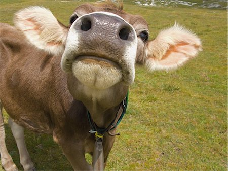 Face of a cow Stock Photo - Rights-Managed, Code: 859-03036371