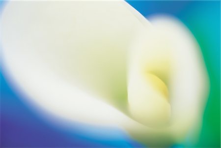 simsearch:859-03036612,k - A White Lilly Stock Photo - Rights-Managed, Code: 859-03036599