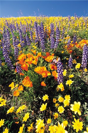 Orange purple and yellow flowers Stock Photo - Rights-Managed, Code: 859-03036592