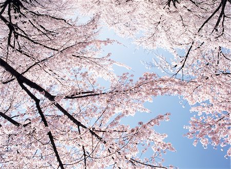 simsearch:859-03036612,k - Cherry Blossoms Stock Photo - Rights-Managed, Code: 859-03036604
