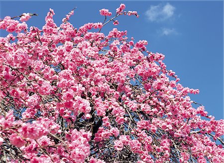 simsearch:859-03036612,k - Plum Blossoms Stock Photo - Rights-Managed, Code: 859-03036608