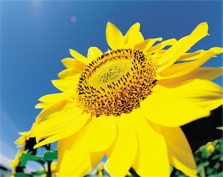 simsearch:859-03036612,k - Sunflower Stock Photo - Rights-Managed, Code: 859-03036609