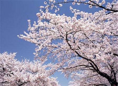 simsearch:859-03036612,k - Cherry Blossoms Stock Photo - Rights-Managed, Code: 859-03036603