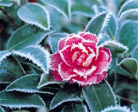 simsearch:859-03036612,k - Frosty Flower Stock Photo - Rights-Managed, Code: 859-03036615