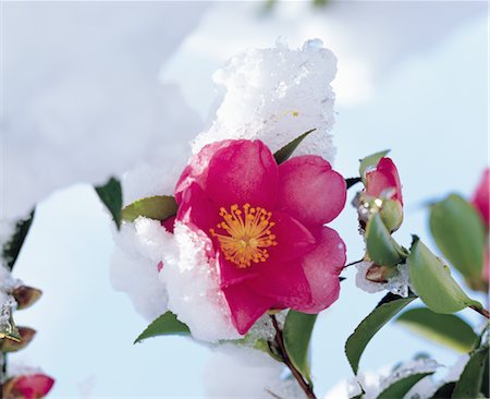 simsearch:859-03036612,k - An Icy Rhododendron Stock Photo - Rights-Managed, Code: 859-03036610