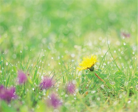 simsearch:859-03036612,k - Dandelion Stock Photo - Rights-Managed, Code: 859-03036611