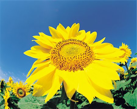 simsearch:859-03036612,k - Sunflower Stock Photo - Rights-Managed, Code: 859-03036612