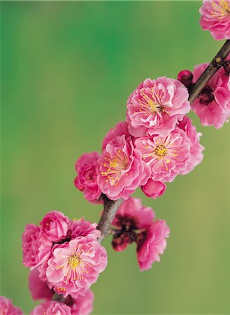 simsearch:859-03036612,k - Plum Blossoms Stock Photo - Rights-Managed, Code: 859-03036625