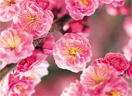 simsearch:859-03036612,k - Plum Blossoms Stock Photo - Rights-Managed, Code: 859-03036626