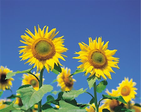 simsearch:859-03036612,k - Sunflowers Stock Photo - Rights-Managed, Code: 859-03036627