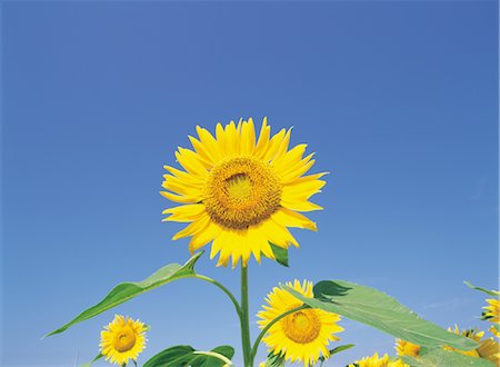 simsearch:859-03036612,k - Sunflower Stock Photo - Rights-Managed, Code: 859-03036628