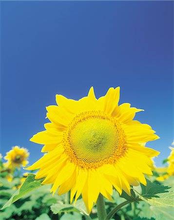 simsearch:859-03036612,k - Sunflower Stock Photo - Rights-Managed, Code: 859-03036629