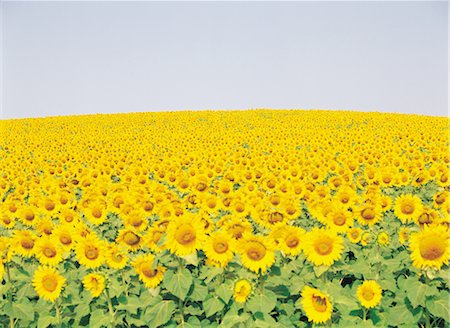 simsearch:859-03036612,k - Sunflowers Stock Photo - Rights-Managed, Code: 859-03036621