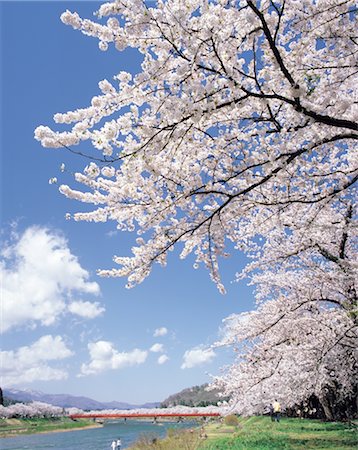 simsearch:859-03036612,k - Akita Prefecture Hinoki Kiuchi Riverbank, Stock Photo - Rights-Managed, Code: 859-03036634