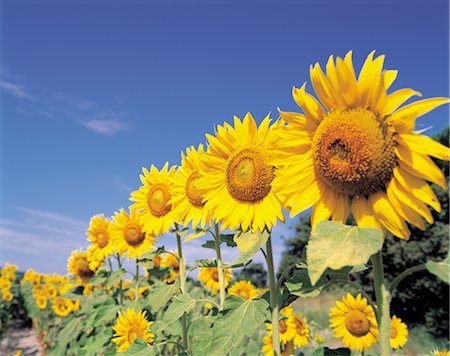 simsearch:859-03036612,k - Line Of Sunflowers Stock Photo - Rights-Managed, Code: 859-03036636