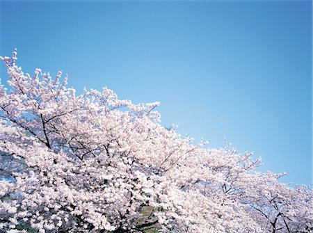 simsearch:859-03036612,k - Cherry Blossoms Stock Photo - Rights-Managed, Code: 859-03036631