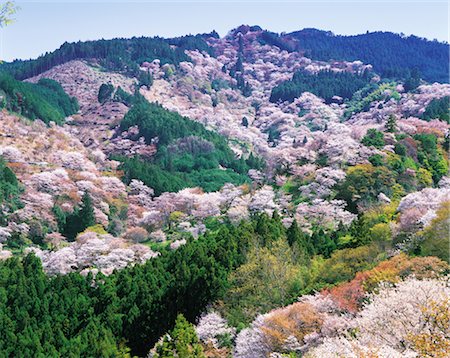 simsearch:859-03036612,k - Nara Prefecture Yoshino mountain Stock Photo - Rights-Managed, Code: 859-03036632