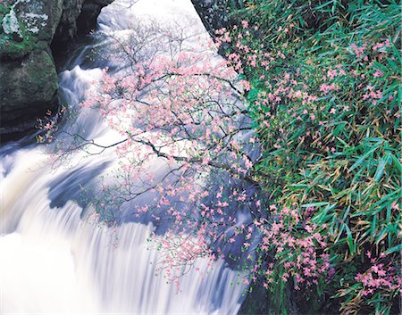 simsearch:859-03036612,k - A Tree Blossoming Nearby A Waterfall Stock Photo - Rights-Managed, Code: 859-03036640