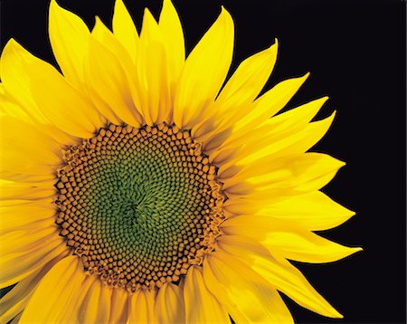 simsearch:859-03036612,k - Sunflower On A Black Background Stock Photo - Rights-Managed, Code: 859-03036641