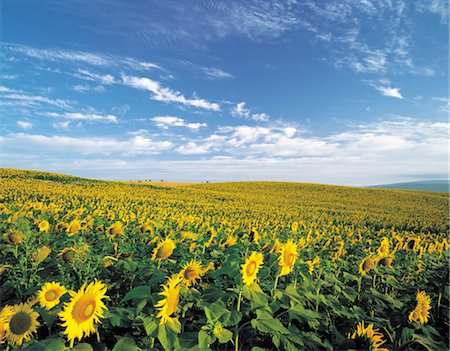 simsearch:859-03036612,k - A Endless Meadow Of Sunflowers Stock Photo - Rights-Managed, Code: 859-03036653