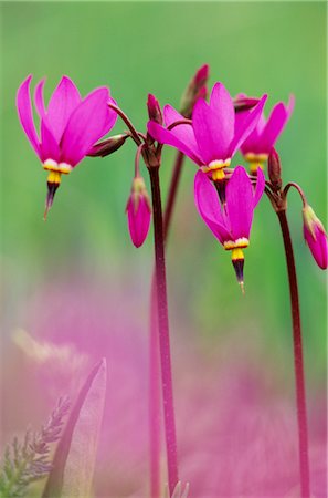 shooting star - Pink flowers Stock Photo - Rights-Managed, Code: 859-03037054