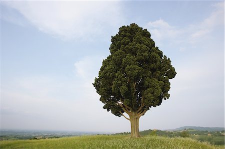 Grassland with Tree against Blue Sky Stock Photo - Rights-Managed, Code: 859-03037573