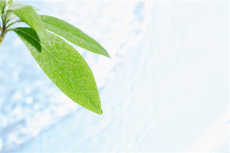 ecology water - Leaf with Water Drops Stock Photo - Rights-Managed, Code: 859-03038617