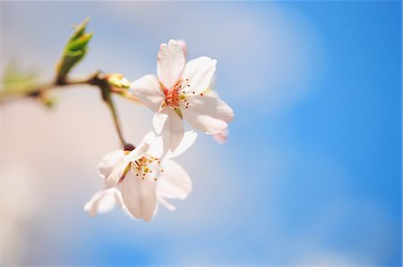 White Plum Flowers Blossoming Stock Photo - Rights-Managed, Code: 859-03039288
