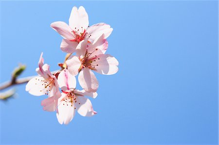 White Plum Flowers Blossoming Stock Photo - Rights-Managed, Code: 859-03039291