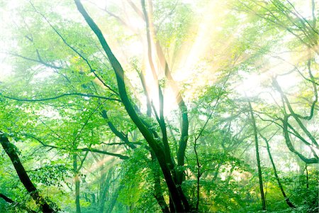 Sunshine in Forest Stock Photo - Rights-Managed, Code: 859-03039783