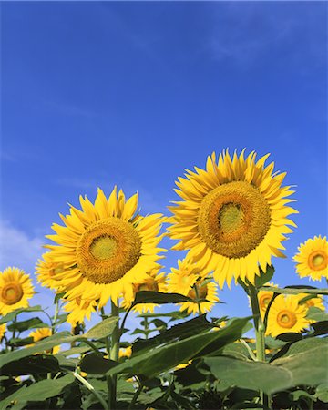 simsearch:859-03036612,k - Giant sunflowers Stock Photo - Rights-Managed, Code: 859-03039919
