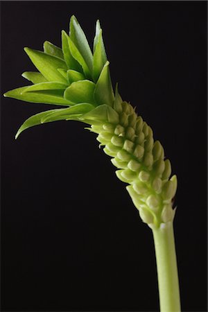 flower on black background - Spiky Exotic Flower Stock Photo - Rights-Managed, Code: 859-03040097