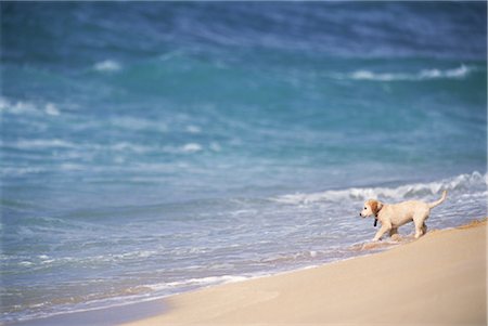 Puppy At the Beach Stock Photo - Rights-Managed, Code: 859-03040273
