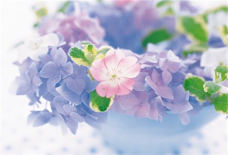purple floral arrangement - Arranged Blue Flowers Stock Photo - Rights-Managed, Code: 859-03041558