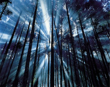 simsearch:859-03043654,k - Hazy Forest with Sunrays Protruding Stock Photo - Rights-Managed, Code: 859-03043066