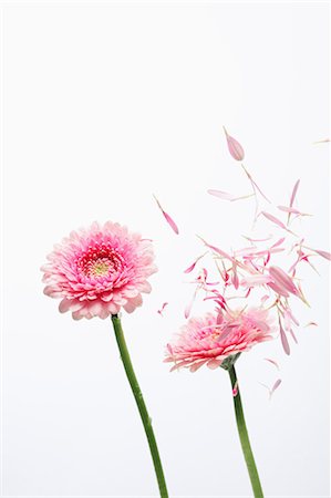 petal - Gerbera Stock Photo - Rights-Managed, Code: 859-03598832