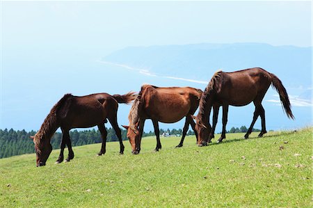 simsearch:859-03598857,k - Horses,Cape Toi,Miyazaki,Japan Stock Photo - Rights-Managed, Code: 859-03598864