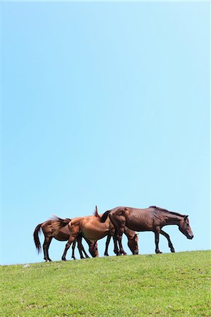 simsearch:859-03598857,k - Horses,Cape Toi,Miyazaki,Japan Stock Photo - Rights-Managed, Code: 859-03598865