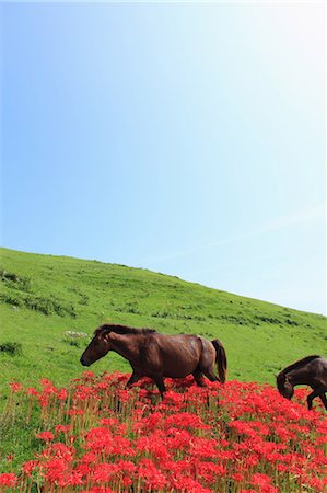 Horses,Cape Toi,Miyazaki,Japan Stock Photo - Rights-Managed, Code: 859-03598860