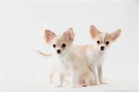 Chihuahua Stock Photo - Rights-Managed, Code: 859-03600961