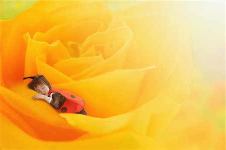 Boy Dressed as Ladybug Sleeping on Yellow Rose Flower Bed Stock Photo - Rights-Managed, Code: 859-03781982