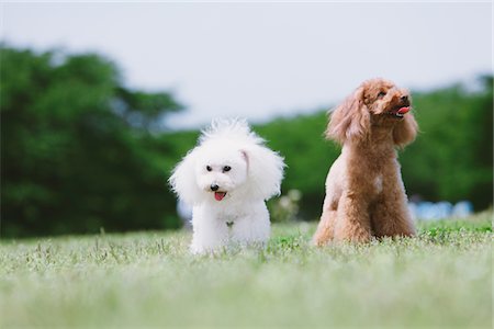 Toy Poodle Dogs in Park Foto de stock - Con derechos protegidos, Código: 859-03782035