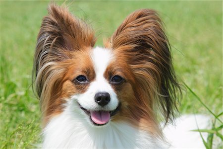 purebred - Papillion Dog with Open Mouth Stock Photo - Rights-Managed, Code: 859-03782368