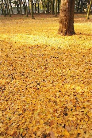 simsearch:400-05678857,k - Park Covered With Leaves In Autumn Stock Photo - Rights-Managed, Code: 859-03839317