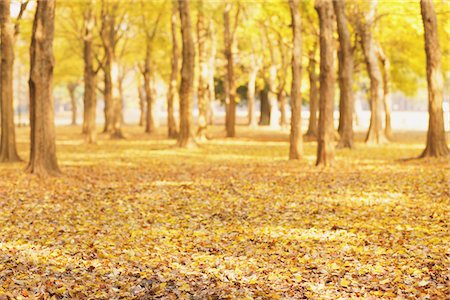 simsearch:400-05678857,k - Trees In Autumn Stock Photo - Rights-Managed, Code: 859-03839318