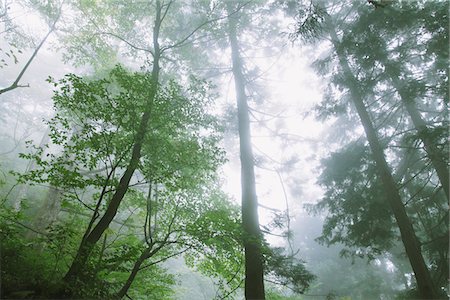 Sunbeam Passing Through Trees In Forest Stock Photo - Rights-Managed, Code: 859-03839436