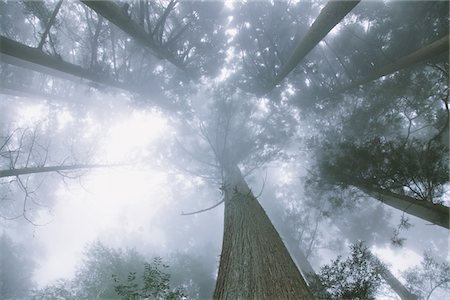 rainforest - Sunbeam Passing Through Trees Stock Photo - Rights-Managed, Code: 859-03839443