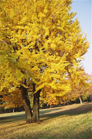 simsearch:400-05678857,k - Trees In Fall Color Stock Photo - Rights-Managed, Code: 859-03839556