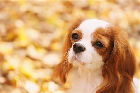 simpático - Cavalier King Charles Spaniel Dog Close Up Foto de stock - Con derechos protegidos, Código: 859-03839666